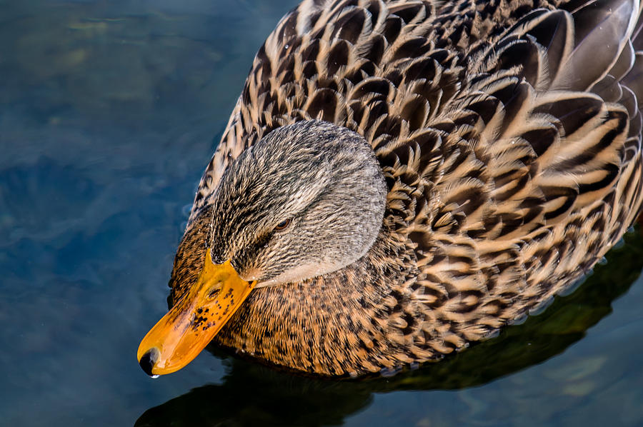 Female Duck  Photograph by Andreas Berthold