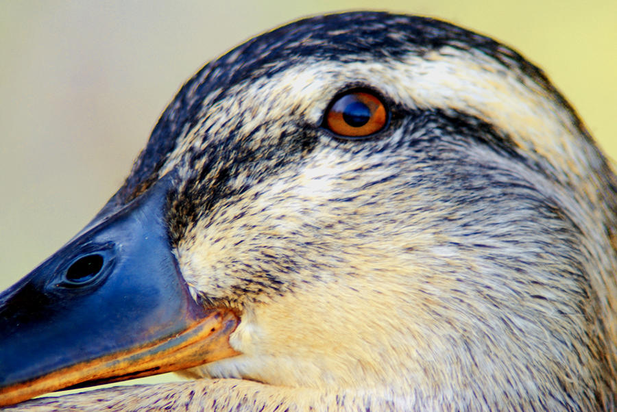 Female Duck Close Up Photograph by Optical Playground By MP Ray | Fine ...