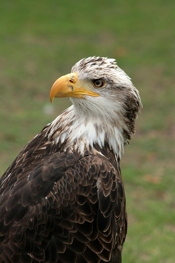 Female Eagle Photograph by Robert Hamm