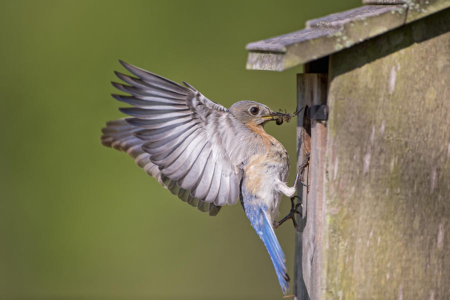 Female Eastern Bluebird Feeding Young Photograph by Bonnie Barry | Fine ...