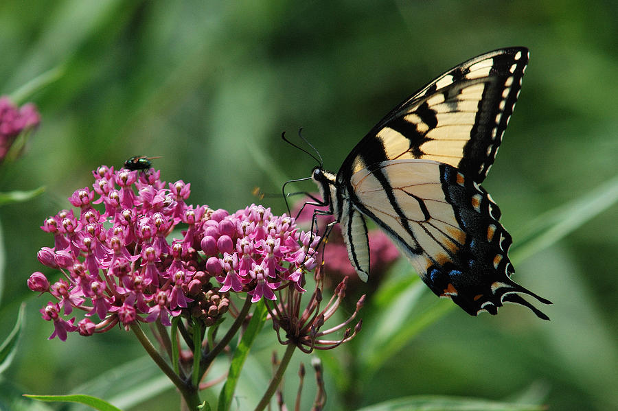 Female Eastern Tiger Swallowtail Photograph by Janice Adomeit