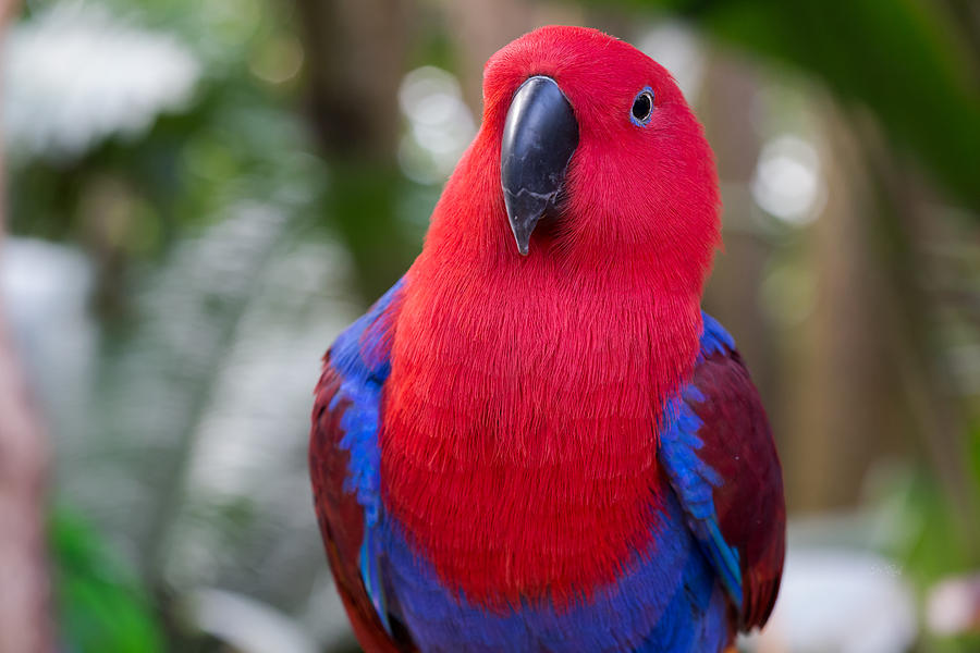 Parrot Photograph - Female eclectus parrot portrait by Eti Reid