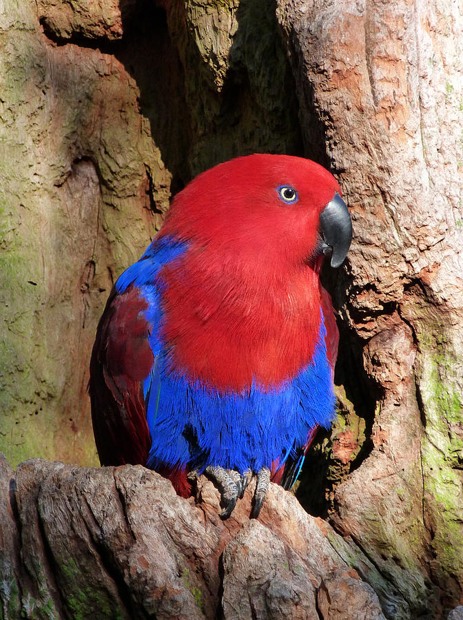 Female Eclectus Parrot Resting Photograph by Margaret Saheed
