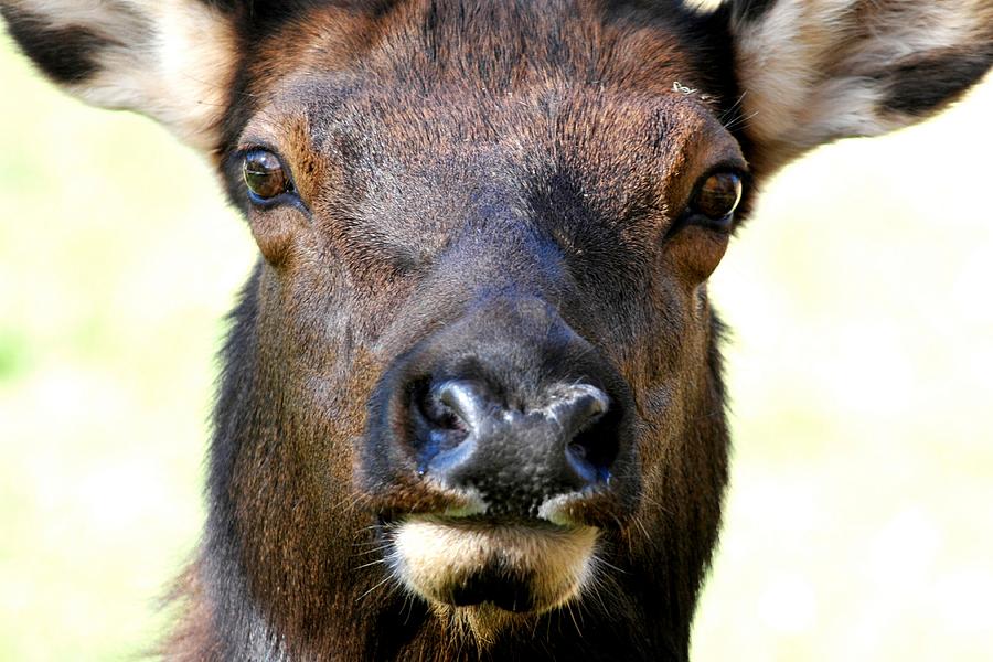 Female Elk Close-up Photograph by Marilyn Burton