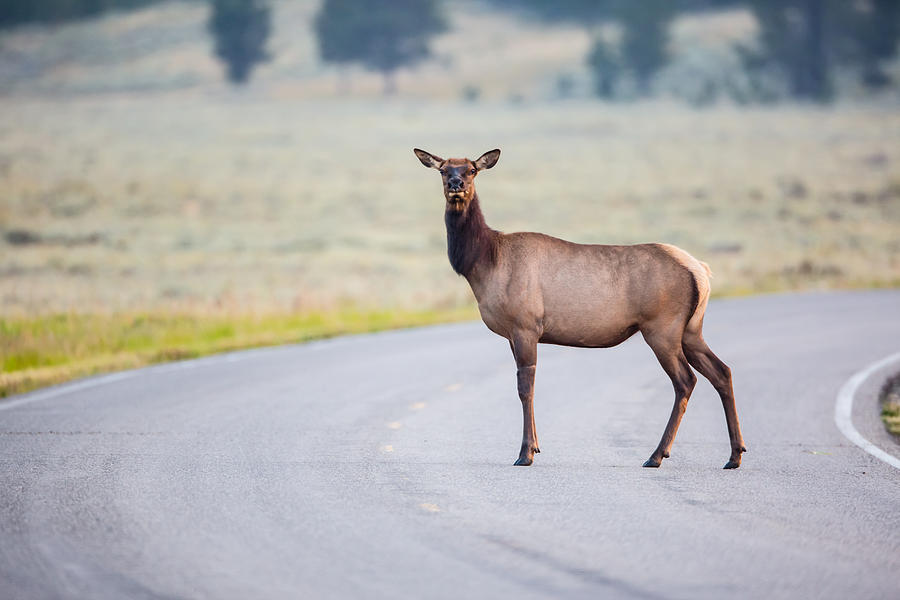 Yellowstone National Park Photograph - Female Elk Crossing the Road at Yellowstone by Andres Leon