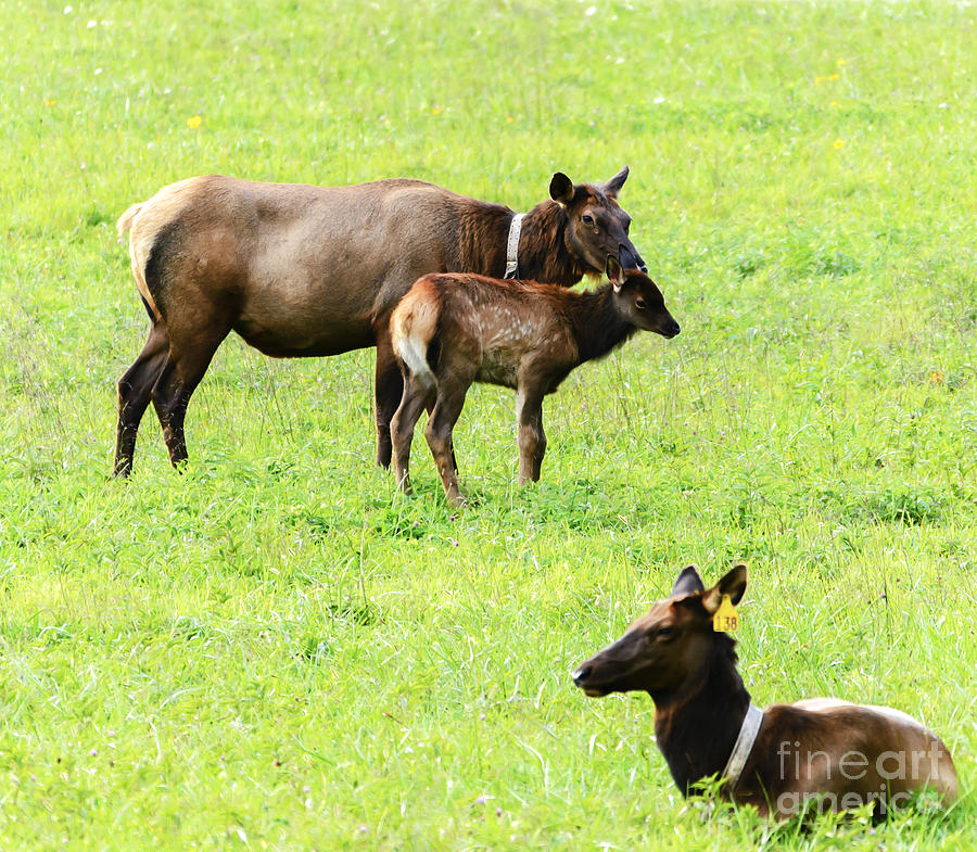 female elk antlers female elk antlers