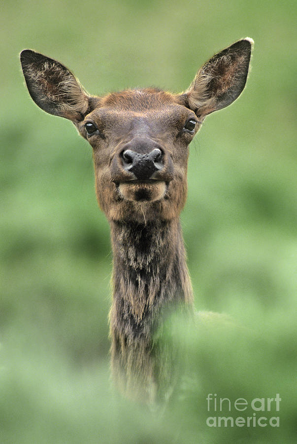 Female Elk Portrait Yellowstone National Park Wyoming Photograph by Dave Welling