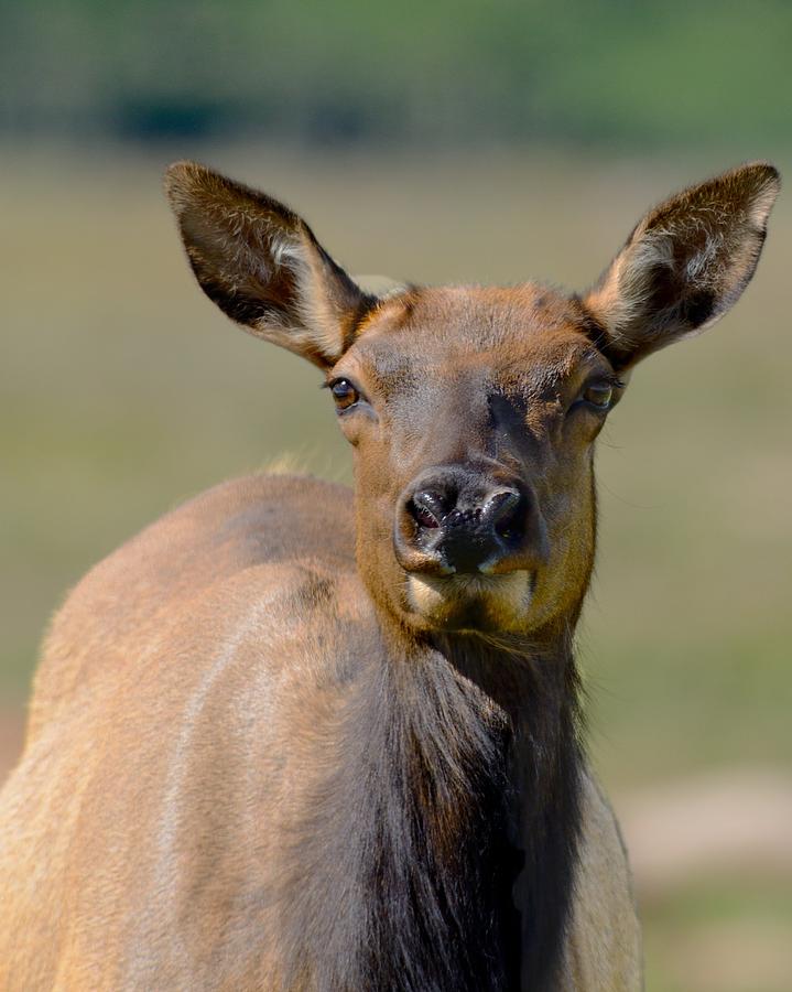 Female Elk Photograph by Walt Sterneman