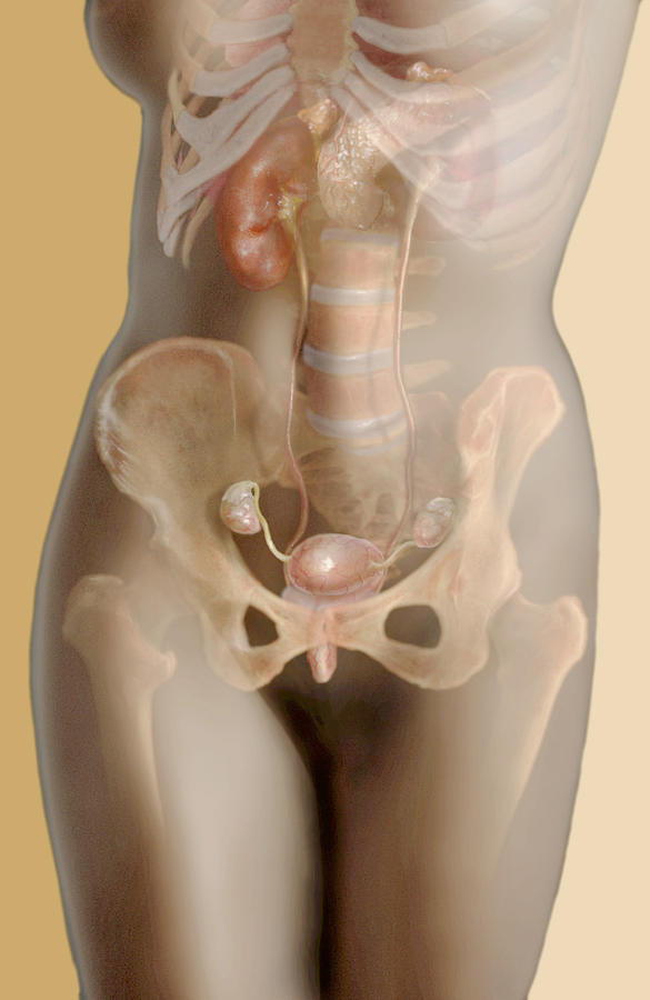 Female Endocrine System Photograph by Anatomical Travelogue