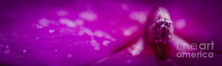 Flower Photograph - Female Fuchsia by N R