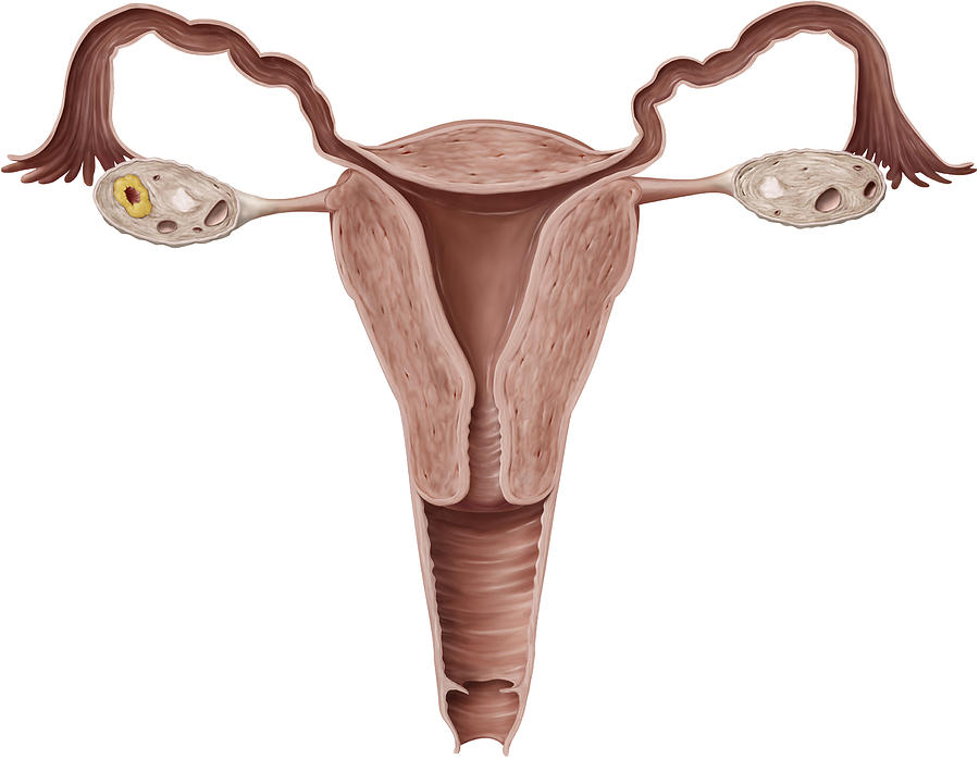 Female Genital Organs, Illustration Photograph by QA International