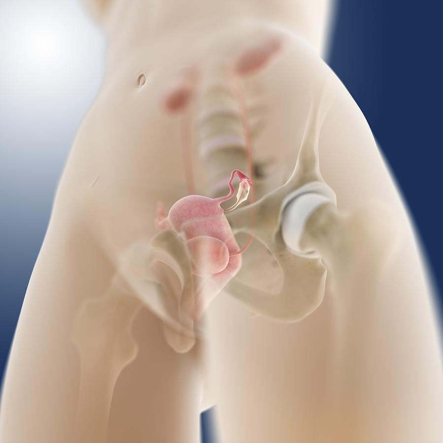 Uterus Photograph - Female genito-urinary anatomy, artwork by Science Photo Library