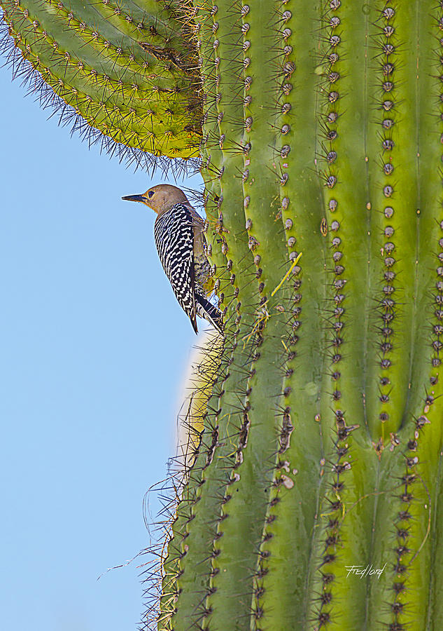 Female Gila Woodpecker at Nest Photograph by Fred J Lord
