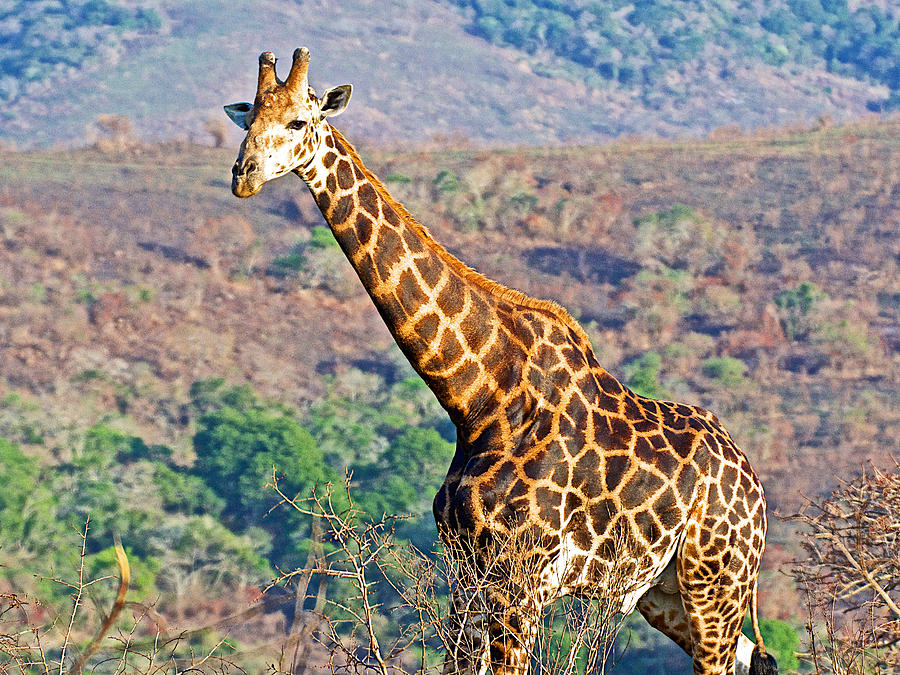 Female Giraffe Towers over the Landscape in Hluhluwe-Umfolozi Game Reserve-South Africa- Photograph by Ruth Hager