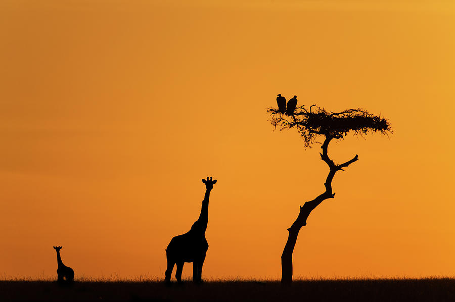 Female Giraffe With Baby At Sunrise Photograph by Mike Hill