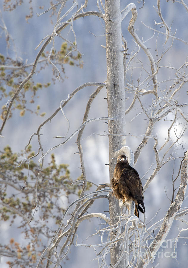 Female Golden Eagle Photograph by Deby Dixon