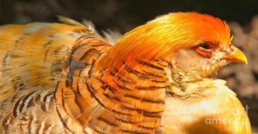 Female Golden Pheasant At Rest Photograph by Adam Jewell