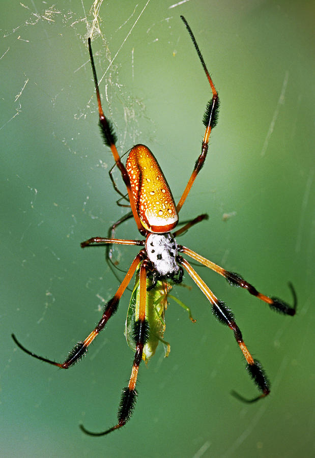 Female Golden Silk Spider Eating An Photograph by Millard H. Sharp