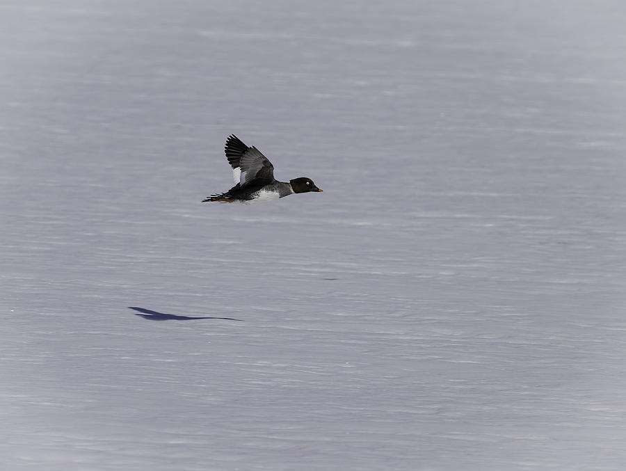 Female Goldeneye In Flight Photograph by Thomas Young