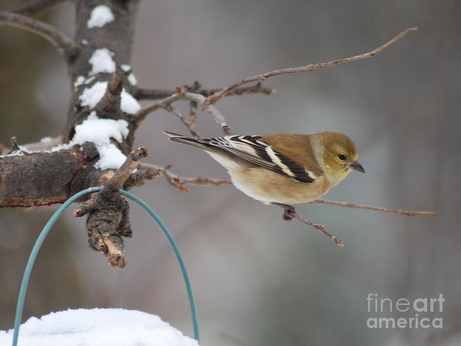 Finch Photograph - Female Goldfinch by Kassia Ott