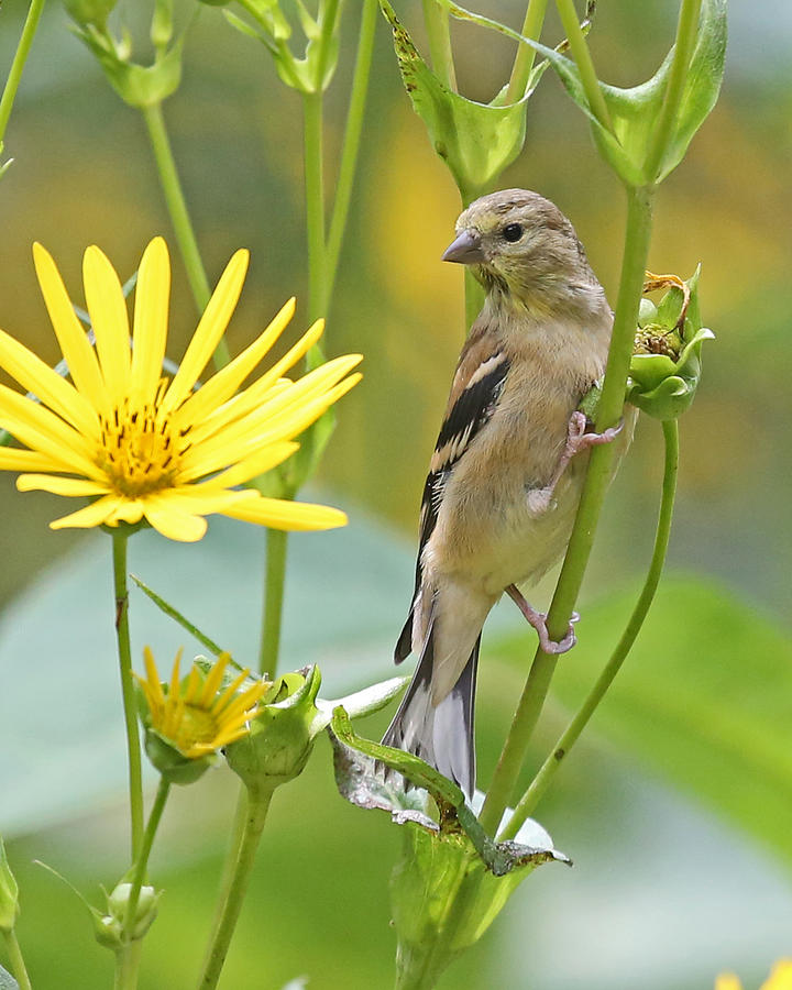 Female Goldfinch Photograph By Mike Dickie Fine Art America