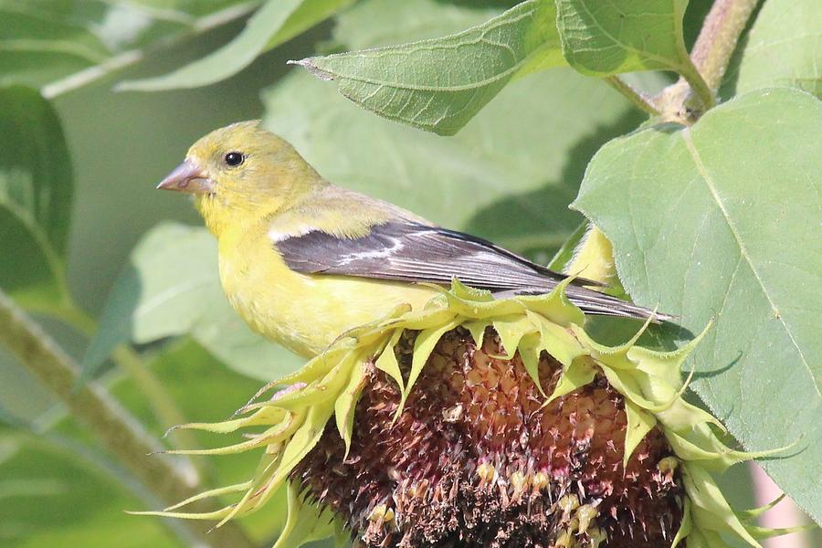 Female Goldfinch Sitting on a Sunflower Photograph by Lucinda VanVleck