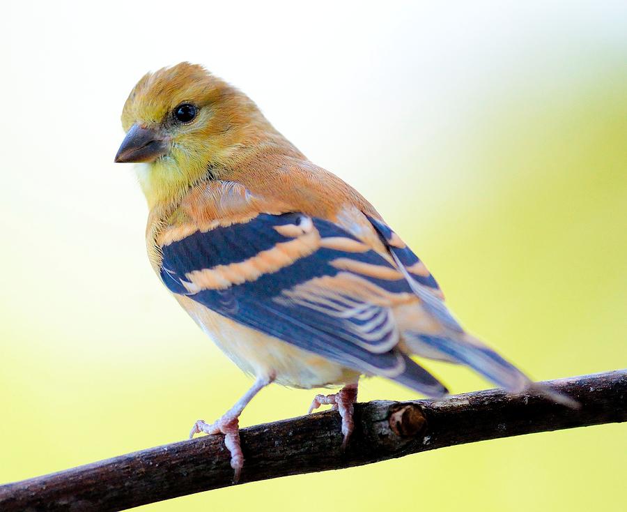 Female Goldfinch Photograph by Walt Sterneman