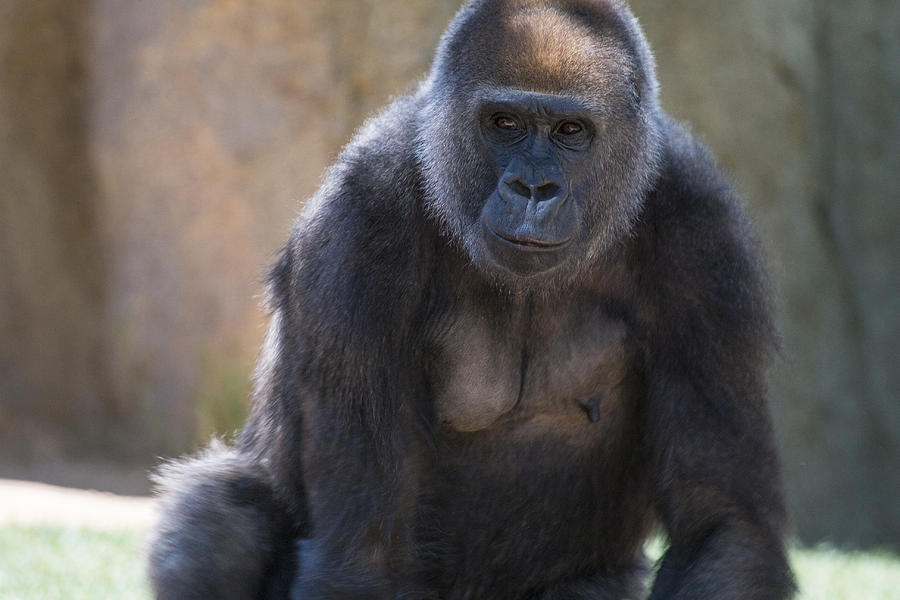 Female Gorilla Photograph by Garry Gay