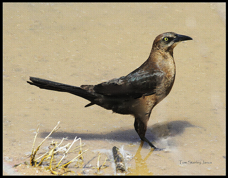 Female Grackle At The GRP Photograph by Tom Janca