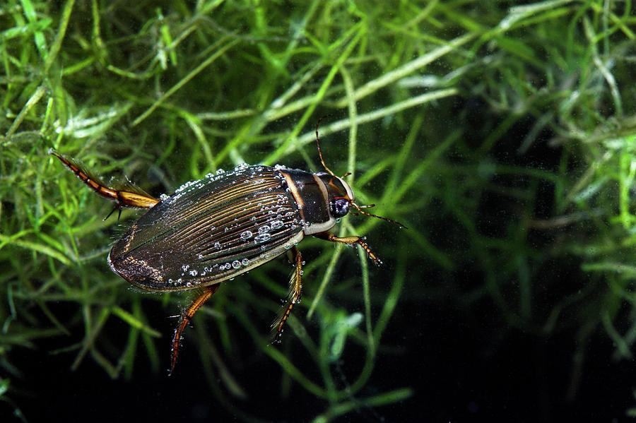 Female Great Diving Beetle Photograph by Simon Booth/science Photo Library Pixels