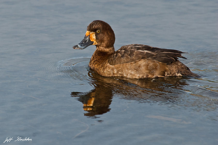 Female Greater Scaup Photograph by Jeff Goulden