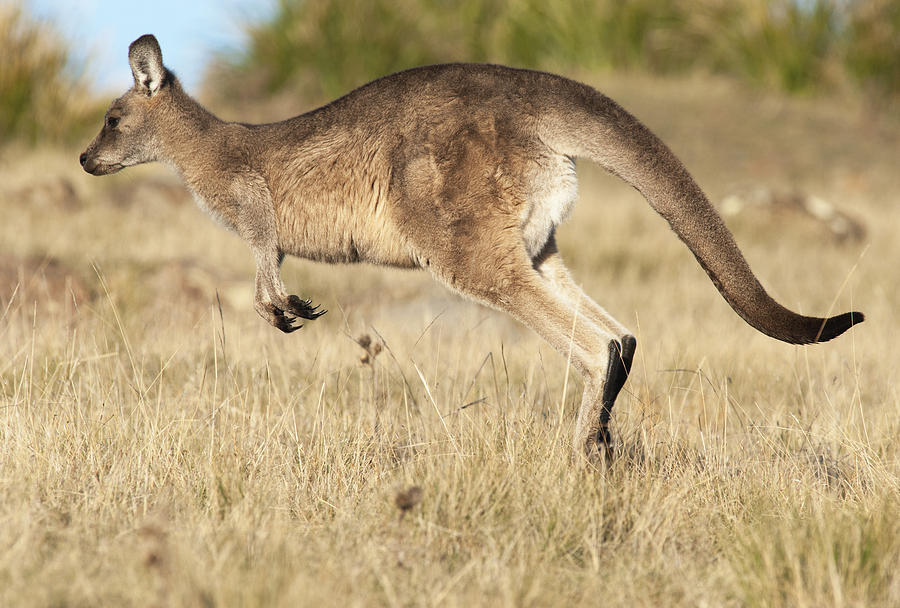 Female Grey Kangaroo Maria Isl Australia Photograph by D. Parer & E. Parer-Cook