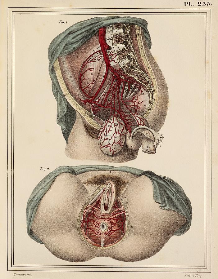 Female groin arteries, 1825 artwork by Science Photo Library