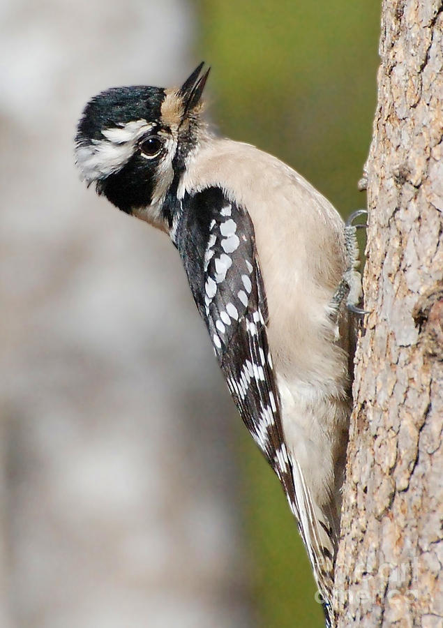 Bird Photograph - Female Hairy Woodpecker by Kathy Baccari