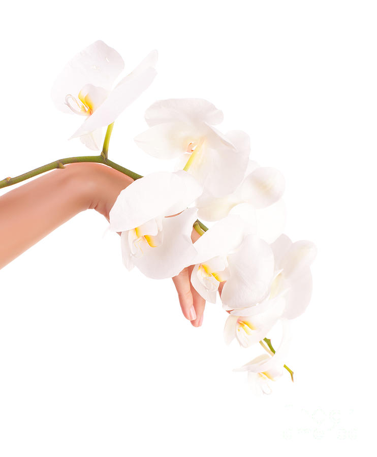 Female hand with orchid flowers Photograph by Anna Om