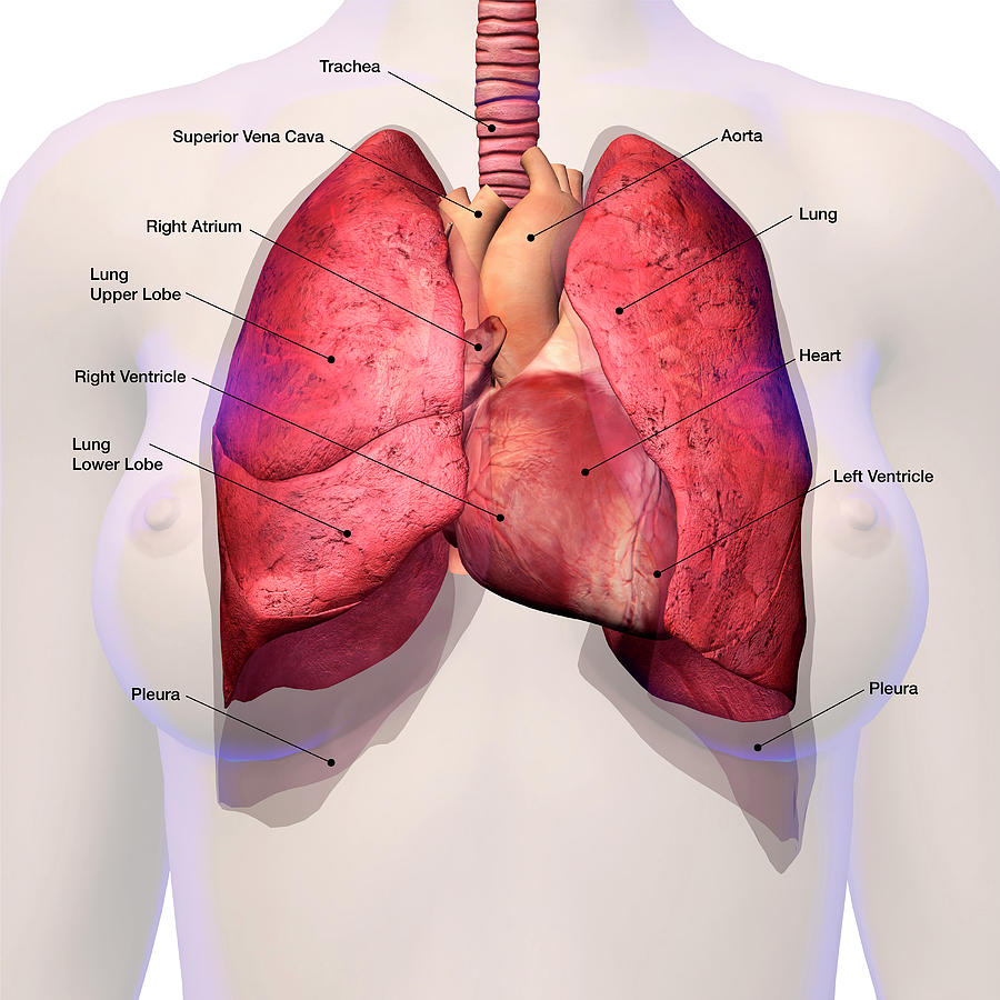  DIAGRAM Diagram Of Anatomy Of Lungs MYDIAGRAM ONLINE