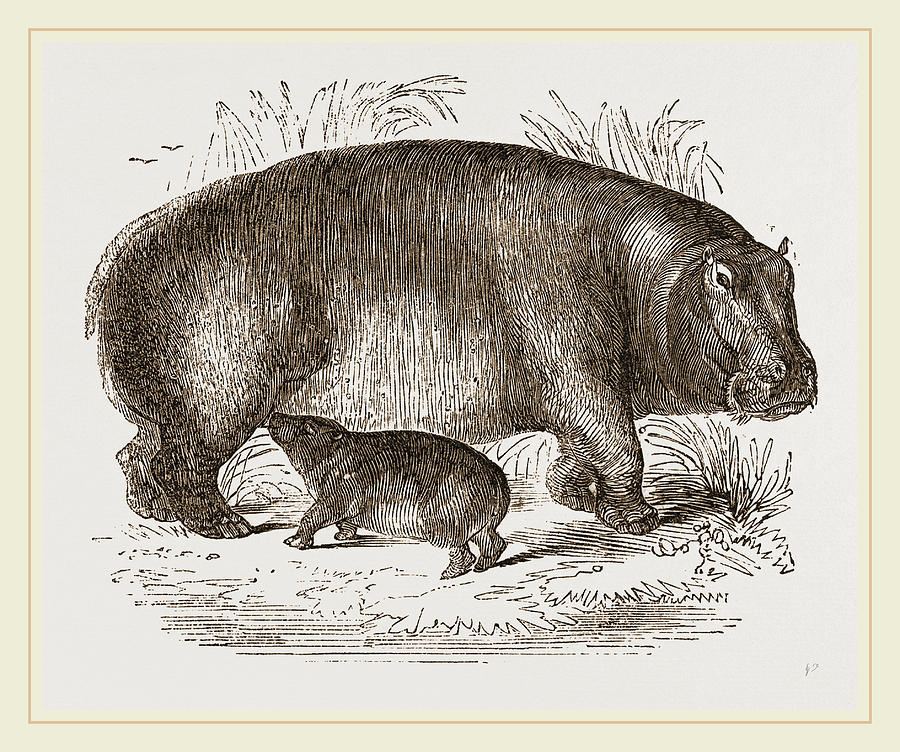 Nature Drawing - Female Hippopotamus And Young by Litz Collection