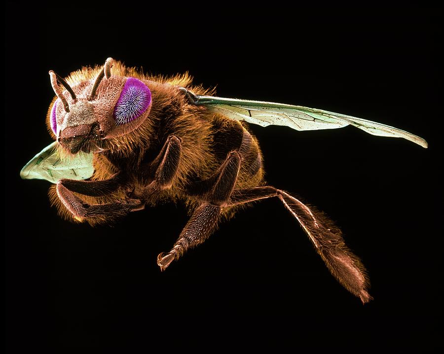 Female Honey Bee Photograph by Natural History Museum, London/science Photo Library