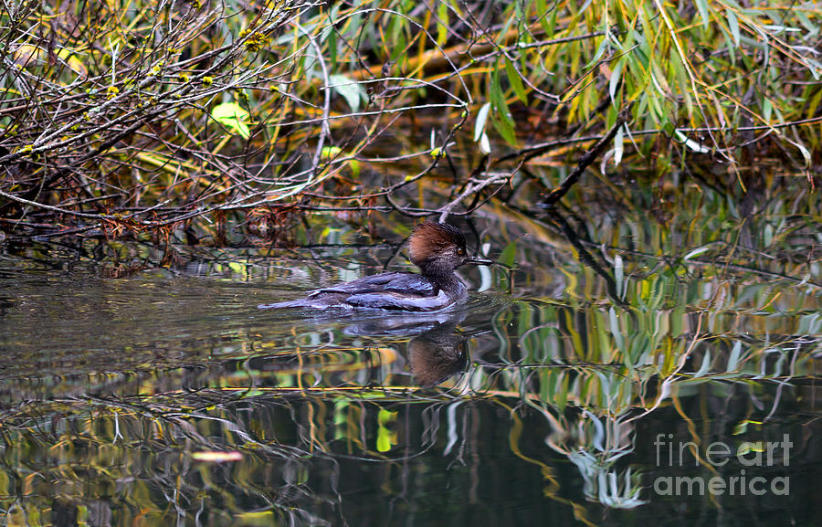 Female Hooded Merganser Duck Photograph by Terry Elniski