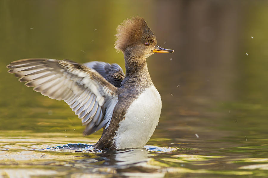 Female Hooded Merganser Photograph by Mircea Costina Photography