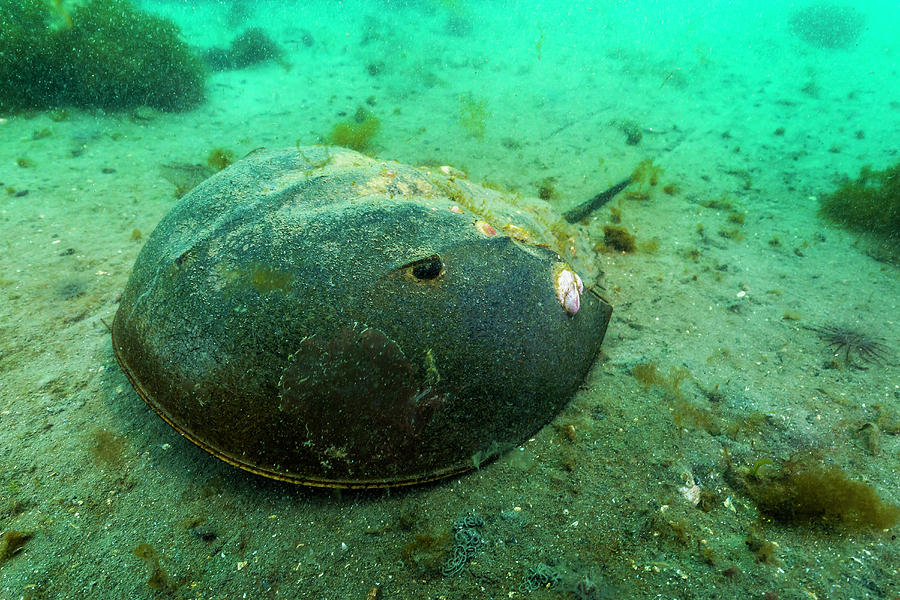 Female Horseshoe Crab Photograph by Jennifor Idol