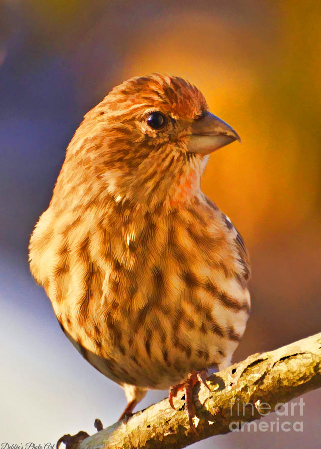 Female House Finch Greeting Card Size - Digital Paint Photograph by ...