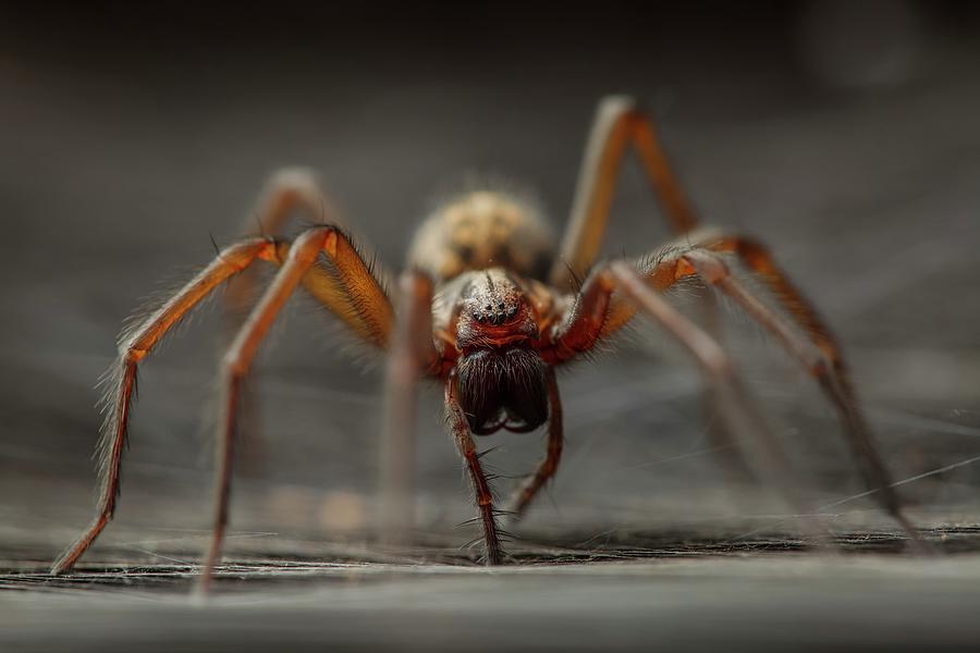 Jaws Photograph - Female House Spider by Heath Mcdonald/science Photo Library