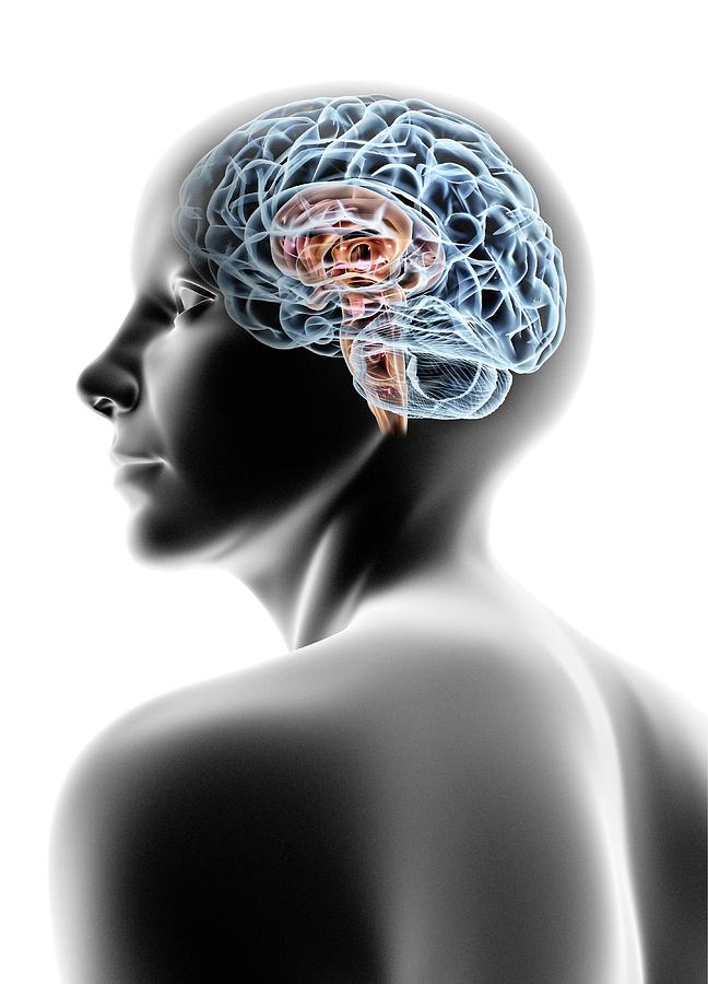 Female Human Head With Brain Photograph by Pasieka