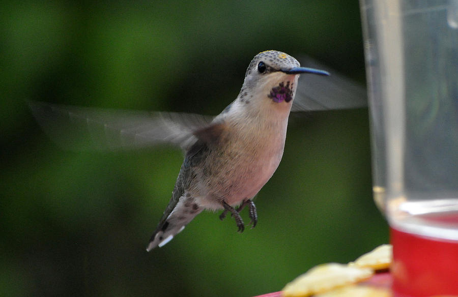 Female Hummingbird Annas On Way To Feeder Photograph by Jay Milo
