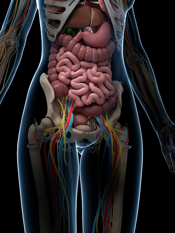 Female Intestinal Anatomy Photograph by Sebastian Kaulitzki