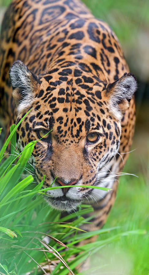 Female Jaguar Photograph by Picture By Tambako The Jaguar