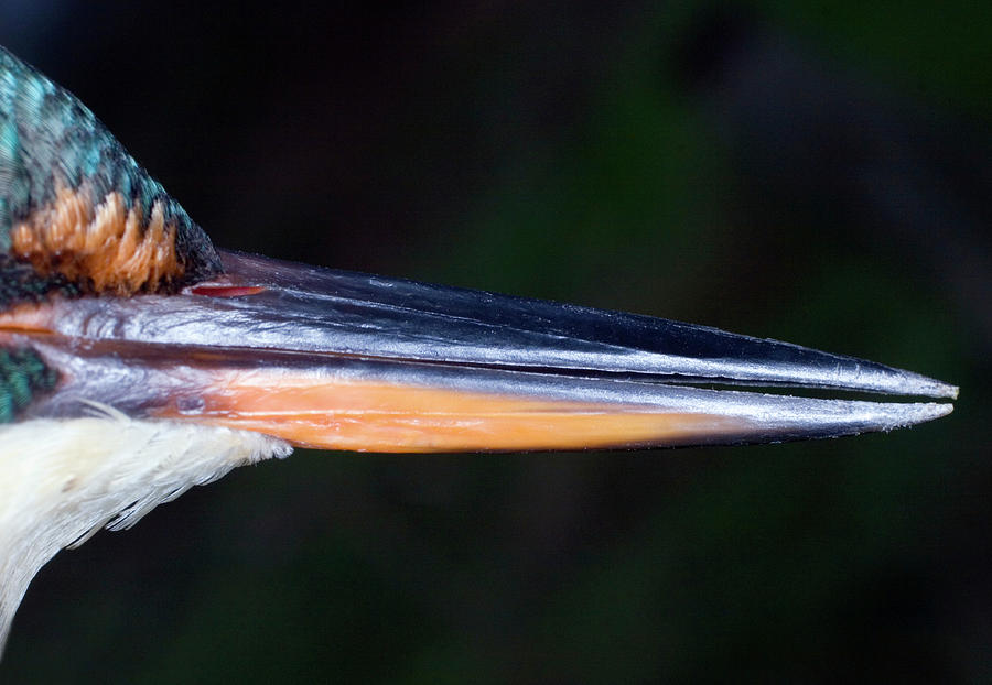 Female Kingfisher Beak Photograph by John Devries/science Photo Library