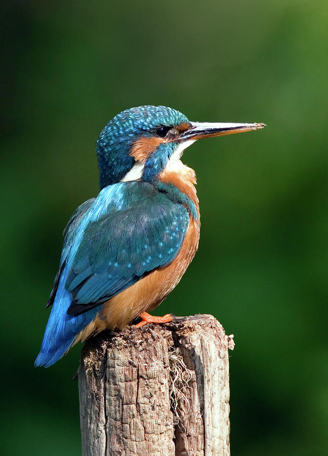 Female Kingfisher Photograph by John Devries/science Photo Library
