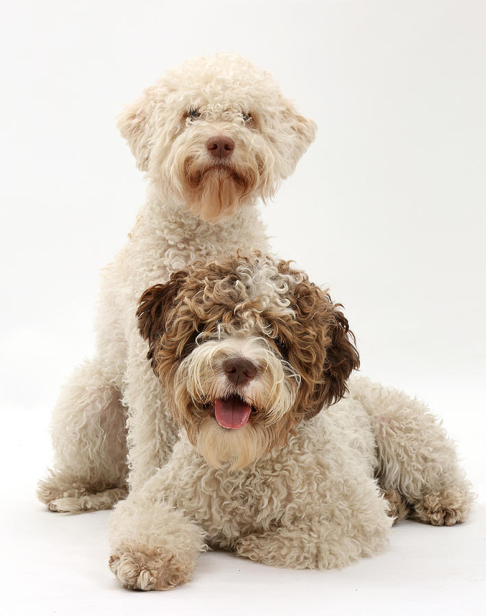 Female Lagotto Romagnolo Dogs Photograph by Mark Taylor
